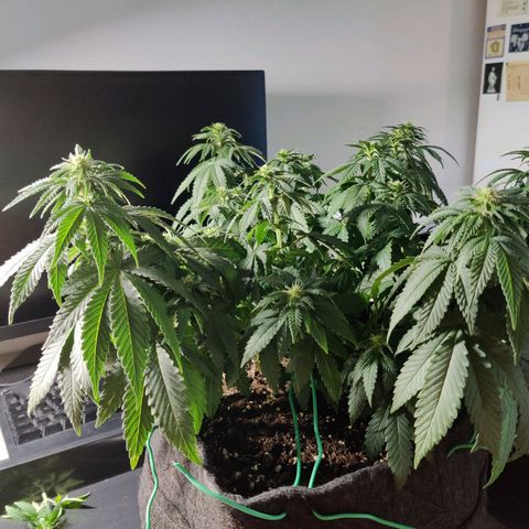 Skunki growlog timeline photo