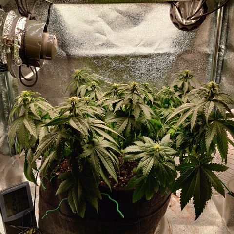 Skunki growlog timeline photo