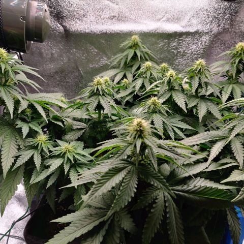 Skunki growlog timeline photo