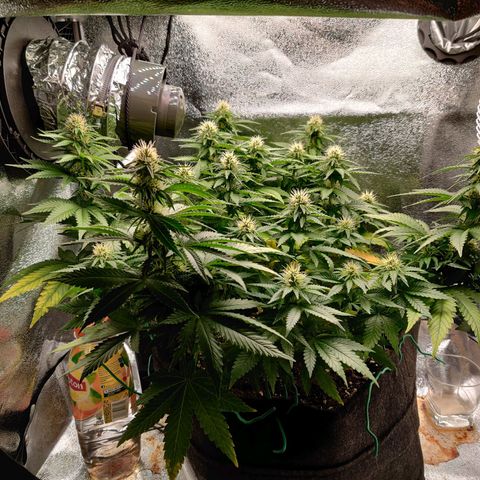 Skunki growlog timeline photo