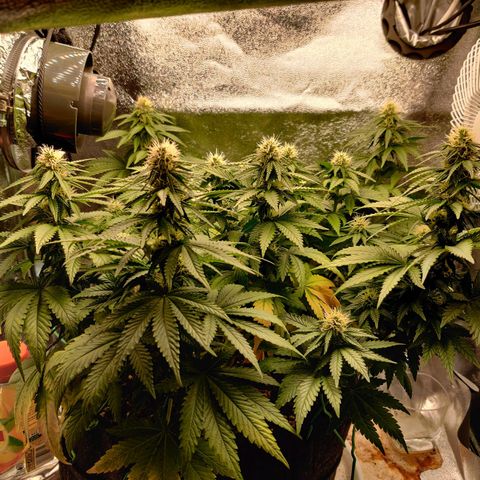 Skunki growlog timeline photo