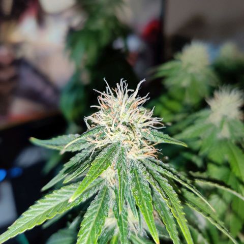 Skunki growlog timeline photo
