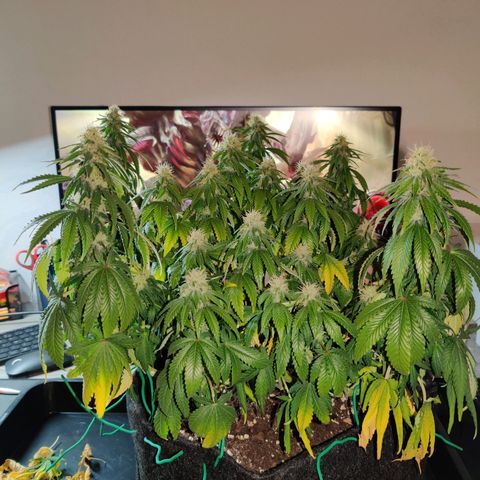 Skunki growlog timeline photo