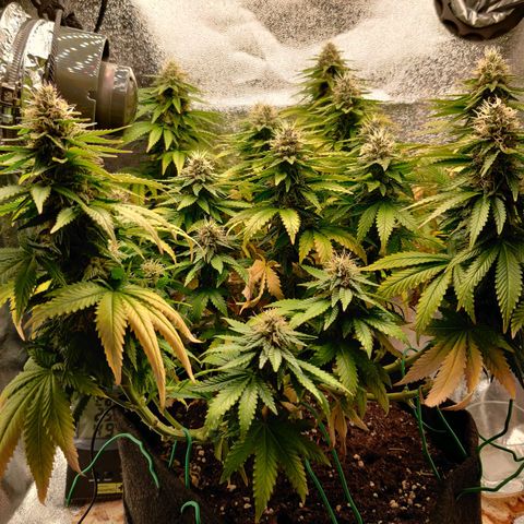 Skunki growlog timeline photo