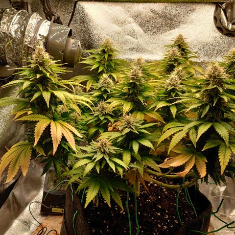 Skunki growlog timeline photo