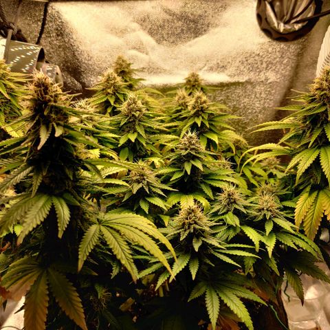 Skunki growlog timeline photo