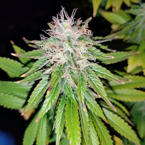 Skunki growlog photo: Brûlures dû à l'excès de nutriments 