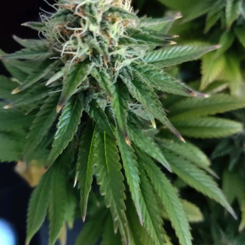 Skunki growlog photo: Brûlures dû à l'excès de nutriments 