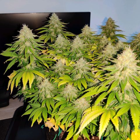 Skunki growlog timeline photo