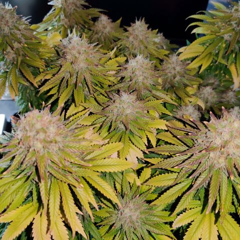 Skunki growlog timeline photo