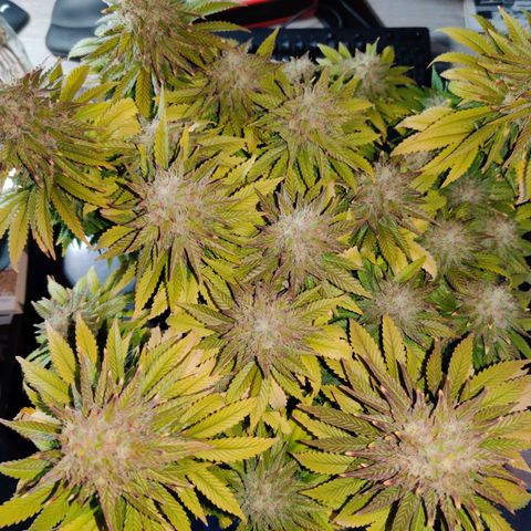 Skunki growlog timeline photo