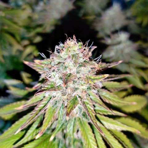 Skunki growlog timeline photo