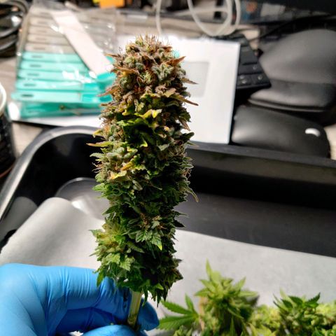 Skunki growlog timeline photo