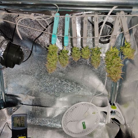 Skunki growlog timeline photo