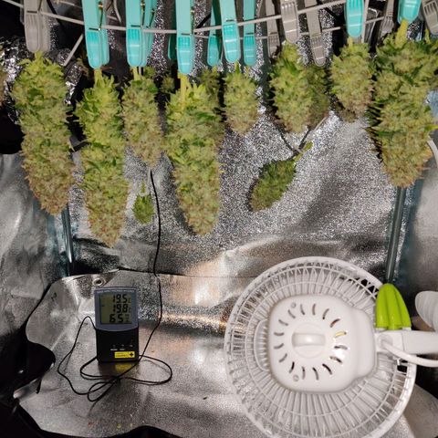 Skunki growlog timeline photo