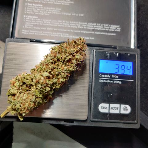 Skunki growlog photo: Manucure et curing
55 g