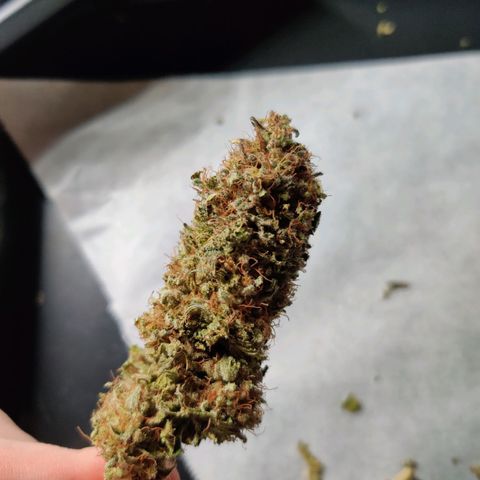 Skunki growlog photo: Manucure et curing
55 g