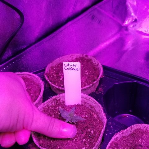 Auto White Widow growlog photo: From baby until now part 1