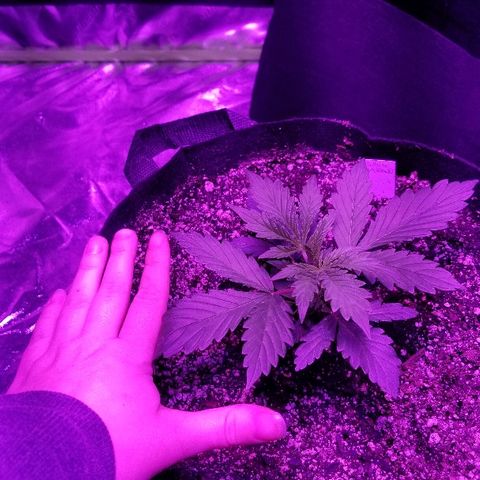 Auto White Widow growlog photo: From baby until now part 1