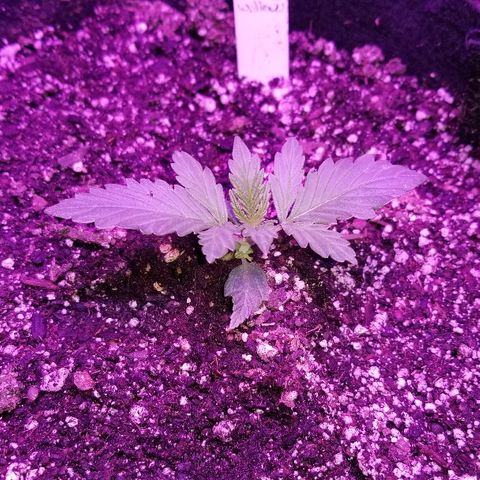 Auto White Widow growlog photo: From baby until now part 1