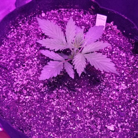 Auto White Widow growlog photo: From baby until now part 1
