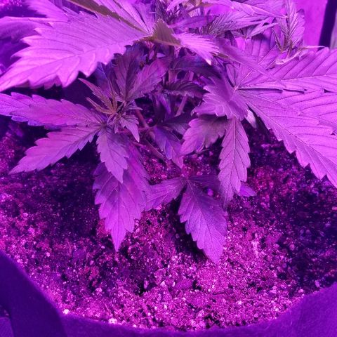 Auto White Widow growlog photo: From baby until now part 1