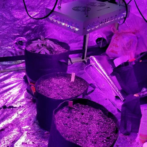 Auto White Widow growlog photo: From baby until now part 1