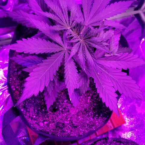 Auto White Widow growlog photo: From baby until now part 1