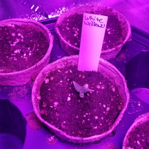 Auto White Widow growlog photo: From baby until now part 1