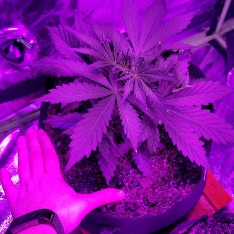 Auto White Widow growlog photo: From baby until now part 1
