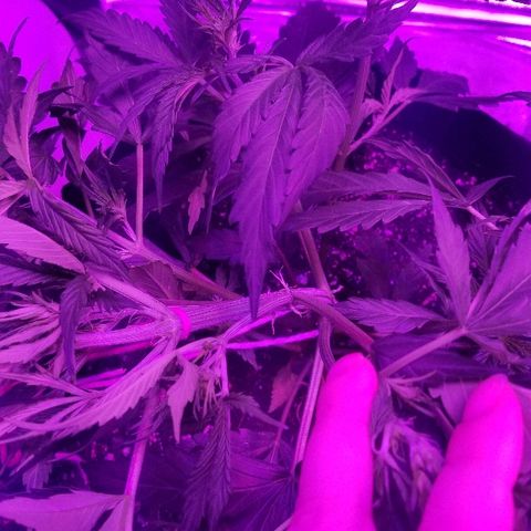 Auto White Widow growlog photo: From baby till now part 2 pre flower and beginning of low stress training 