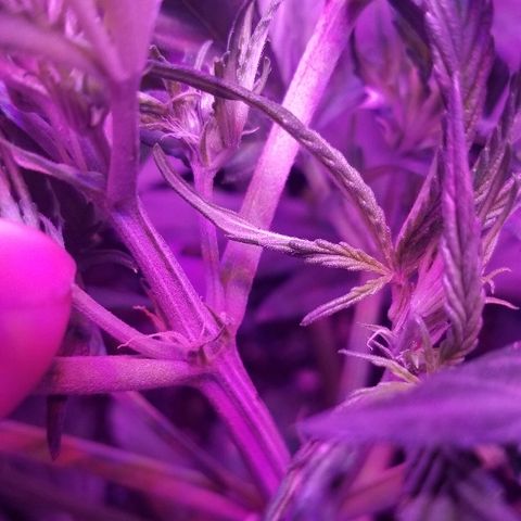 Auto White Widow growlog photo: From baby till now part 2 pre flower and beginning of low stress training 