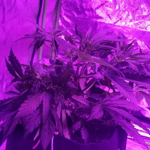 Auto White Widow growlog photo: From baby till now part 2 pre flower and beginning of low stress training 