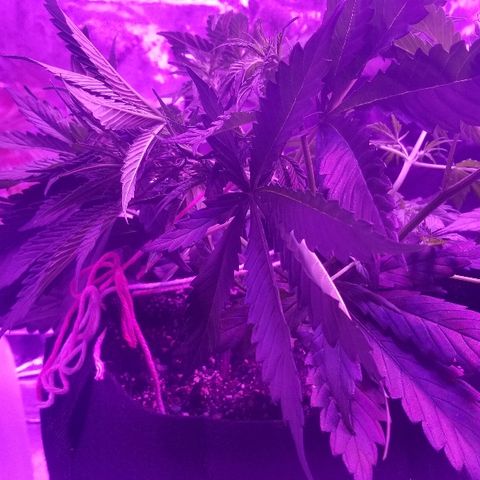 Auto White Widow growlog photo: From baby till now part 2 pre flower and beginning of low stress training 