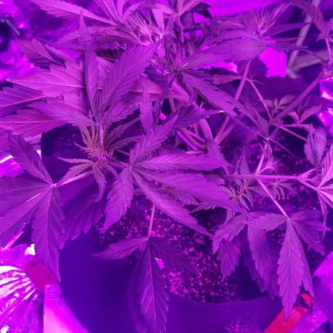 Auto White Widow growlog photo: From baby till now part 2 pre flower and beginning of low stress training 