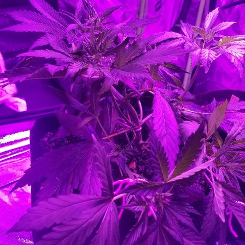 Auto White Widow growlog photo: From baby till now part 2 pre flower and beginning of low stress training 