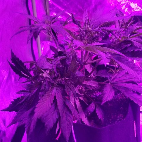 Auto White Widow growlog photo: From baby till now part 2 pre flower and beginning of low stress training 