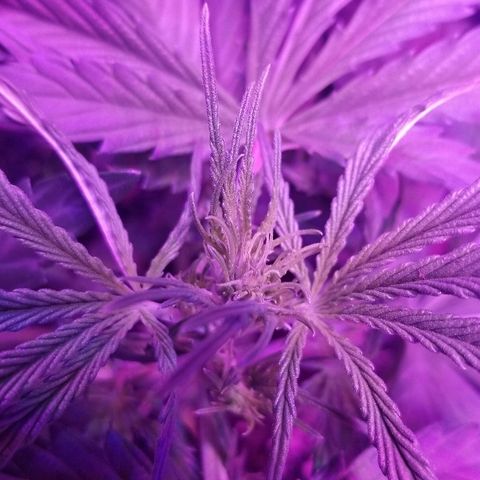 Auto White Widow growlog photo: From baby till now part 2 pre flower and beginning of low stress training 