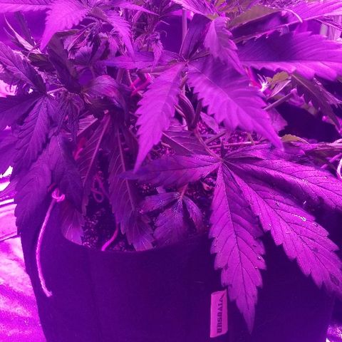Auto White Widow growlog photo: From baby till now part 2 pre flower and beginning of low stress training 