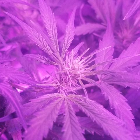 Auto White Widow growlog photo: From baby until now part 3 flowering 