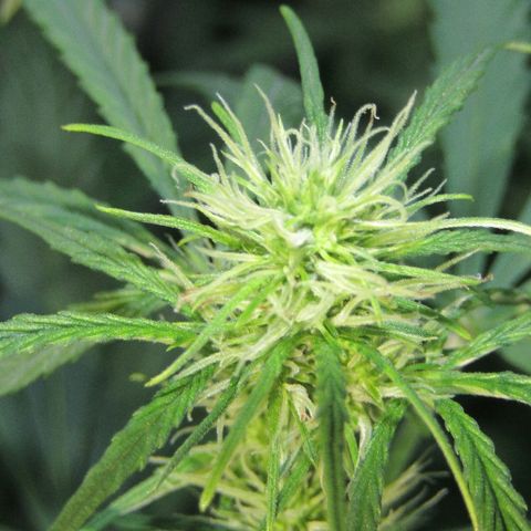 Auto White Widow growlog photo: From baby until now part 3 flowering 