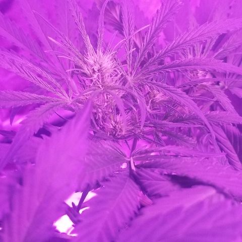 Auto White Widow growlog photo: From baby until now part 3 flowering 