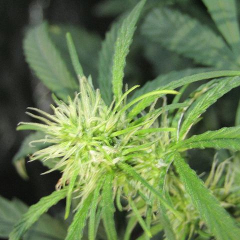Auto White Widow growlog photo: From baby until now part 3 flowering 