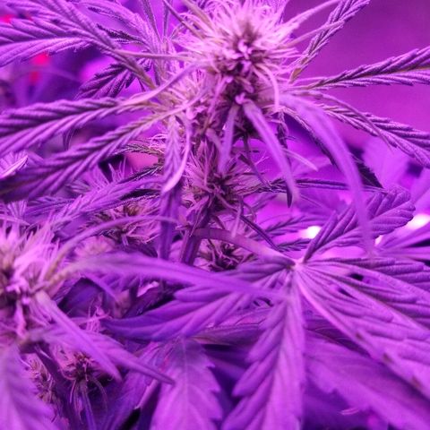 Auto White Widow growlog photo: From baby until now part 3 flowering 