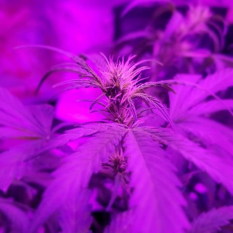 Auto White Widow growlog photo: From baby until now part 3 flowering 
