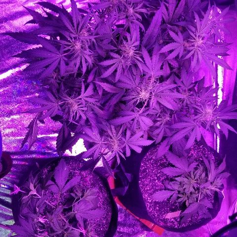 Auto White Widow growlog photo: From baby until now part 3 flowering 