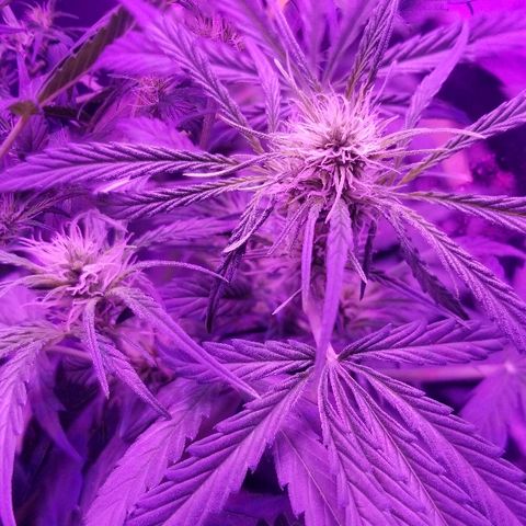 Auto White Widow growlog photo: From baby until now part 3 flowering 