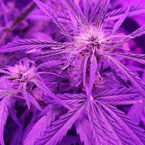 Auto White Widow growlog photo: From baby until now part 3 flowering 