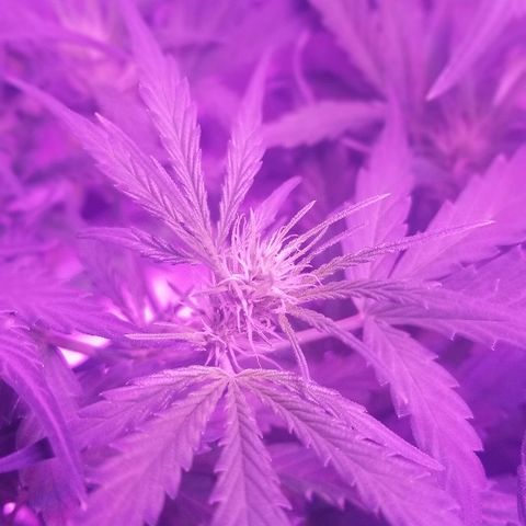 Auto White Widow growlog photo: From baby until now part 3 flowering 