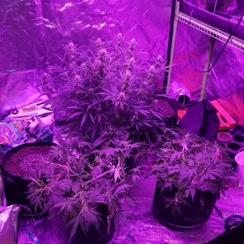 Auto White Widow growlog photo: From baby till now part 4 of 4